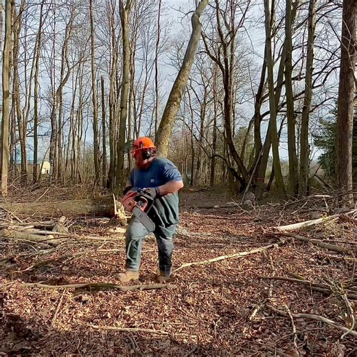 Rotten Tree Cutting and Running #thegambler #timbercutting #timberfaller #logging #treefelling