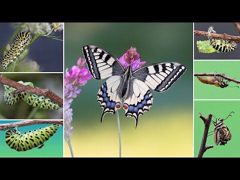 Der Schwalbenschwanz - von der Raupe zum fertigen Falter
