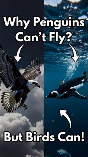 Penguins: The Birds That "Fly" Underwater! 🐧🌊