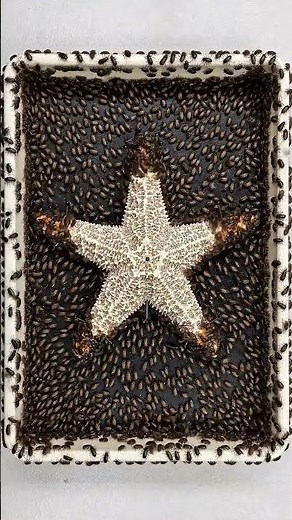What is actually inside a Starfish ⭐🦴 #starfish #seastar #biology #timelapse #anatomy #insects