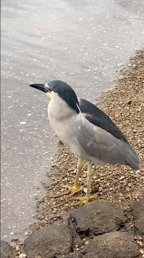 Black-Crowned Night Heron #birds #bird #birdwatching #hawaii #hawaiibirds #heron