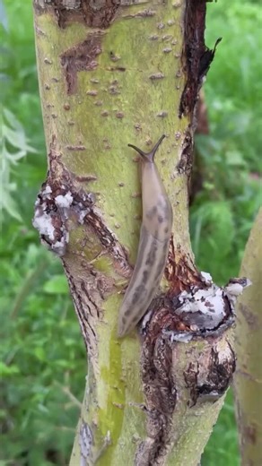 Хромелеон Слизень: Маскировка и Защита