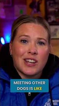 The Big Mistake Owners Make with "Friendly" Dogs