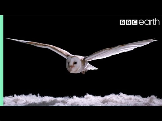How Do Owls Fly So Silently - Past Simple