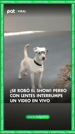 ¡Se robó el show! Perro con lentes interrumpe un video en vivo y causa sensación en redes sociales 🐶
