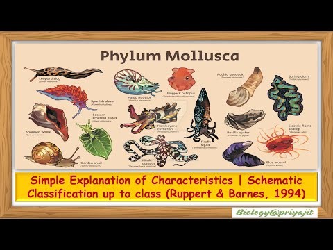 Phylum Mollusca: General Characteristics & Classification | Zoology UG & PG