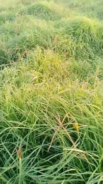 Animal Hay Production