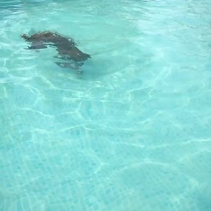 674K views · 9.5K reactions | This Boxer loves to swim and dive!! credits: https://www.instagram.com/migeaux_the_boxer/ | I Love My Boxers | Facebook