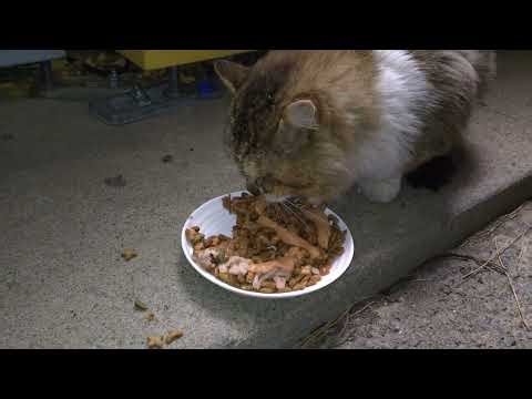 2026.1.22 Maruo's third comprehensive nutrition treat (=^・^=)