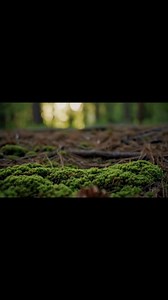 2.6K views · 27 reactions | “Can You Grow a Bonsai Tree from a Pine Cone? The Truth Will Surprise You” | Bonsaibarn | Facebook