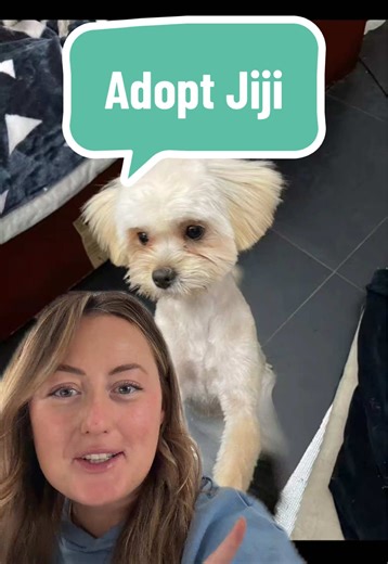 Adopt Jiji in France!!! 🇫🇷 Jiji is the most beautiful little rescue dog, just under 1 year old and so loving and playful! She can be adopted anywhere in France. You can apply at thebig3rescue.org 🤍 #rescuedog #chienadopté #chienderefuge #maltipoo #poodle