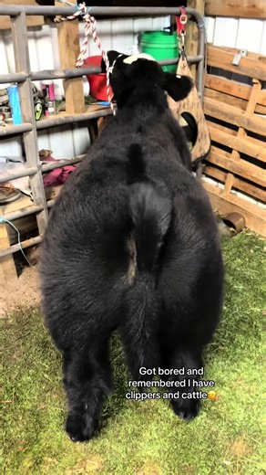 Preparing Cattle for Show with Clippers