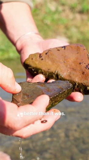 What a healthy trout pond should look like 🔎