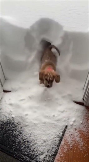 Puppy vs Deep Snow (Wait for it!) #shorts