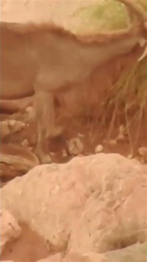 الوعل المغربي