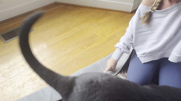 Watch Stylish Rugs for Every Room - Cozy and Chic and the Pets Approve! on Amazon Live