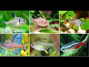 10 Most Popular Tetra Fish For Aquarium