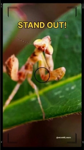 Yellow Mantis: Why It Stands Out On Green Leaves! 🟡🦗 Macro 4K