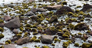 The mystery of moving, mossy, ‘glacier mice’