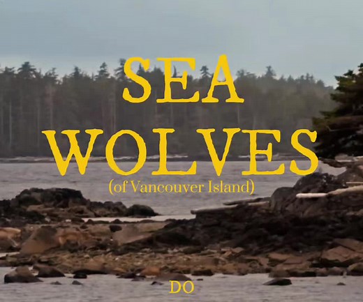 comment for any other animals/ mammals:) ‿︵‿︵୨˚̣̣̣͙୧ - - ୨˚̣̣̣͙୧‿︵‿︵ fun facts!: sea wolves can swim up to 7.5 miles [12 kilometers] from the nearest landmass The color of their coat ranges from black, white, and brownish red♡ Sea wolves swim more than gray wolves and they are also 20% smaller!! ‿︵‿︵୨˚̣̣̣͙୧ - - ୨˚̣̣̣͙୧‿︵‿︵ tags: #search #wolves #fyp #nature #animals #wildlife #wild #wildanimals #love #xcyba #animalsoftiktok #wildlifephotography #educational #seawolves #wolf #animals #fyyyyyyyyyy