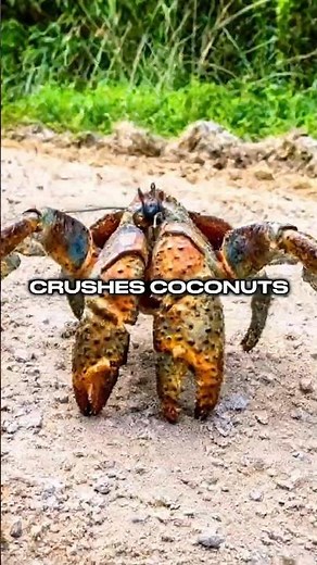 This Crab Can Break Coconuts With Its Claws #facts #animalfacts