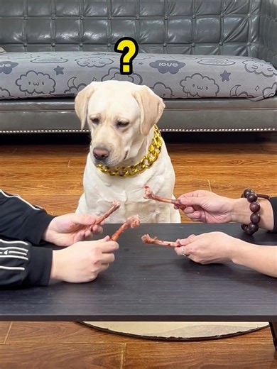 The dog's temper is too big, he even rejects bones..#petslife #petparents #mansbestfriend #foryoupate #dogsofinstagram #dogstagram #doglife #Labrado #doglover #dog #pets #funnyvideo