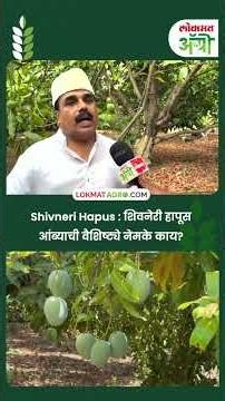 Shivneri Hapus - शिवनेरी हापूस आंब्याची वैशिष्ट्ये नेमके काय? Shivneri Hapus Mango GI Tag Updates