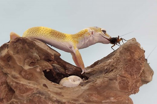 7 Things Leopard Geckos Like to Eat Most (Diet, Care & Feeding Tips)