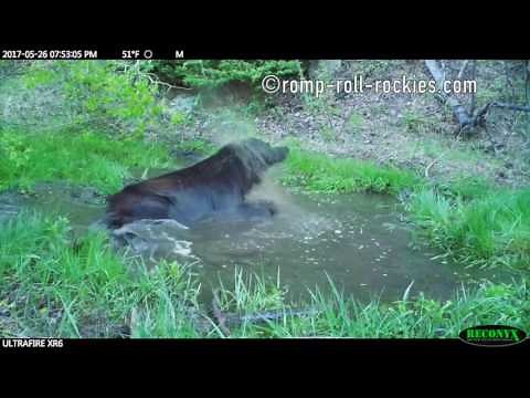 Black Bear Mother Calling her Cub Down from a Tree (May, 2017)