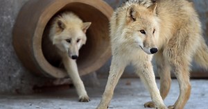 Chinese researchers clone an Arctic wolf in 'landmark' conservation project