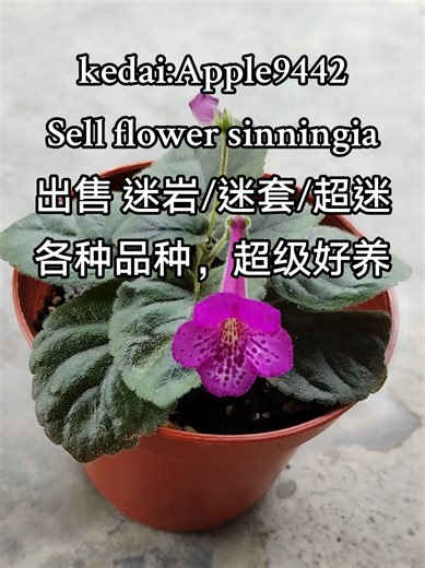 #jualbunga #迷岩 #sinningia #senangjaga #小型 #hobby #bunga ungu hiasan dinding #malaysia #apple9442 #flower #bunga #sellseed #garden #Pos #officeplant #onlineshop #邮寄