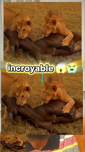 131K views · 1.5K reactions |  URGENT ‼️ voici l'incroyable vidéo...