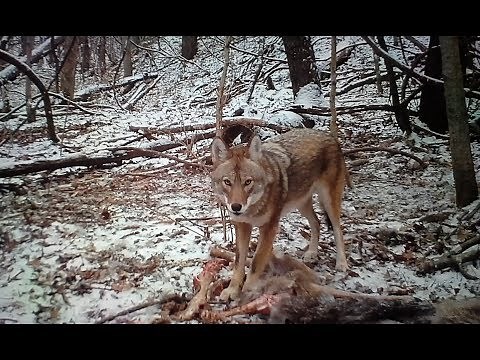Great up close daytime footage of Ohio Coywolf at deer carcass.