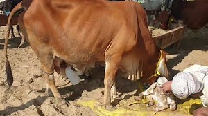 2.7K views · 87 reactions | چھوٹے بچوں کی بہتر نگہداشت اور انمول مشترکہ فارمز میں شامل ہونے کا موقعہ 03129200067 | Anmol Cattle Farming | Facebook