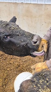 16K views · 80 reactions | Pet cows love treats. Some cows don't understand it when you are out! The cows wants to eat Byrons gloves. #cow #pet #hungry #farmlife #animals | 1HandnFarming | Facebook