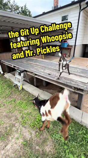 Goats Join the Git Up Challenge!