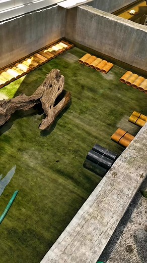 Akala ko tapos na problema😅😅😅🤣🤣 #ambetbackyard #fbreelsfypシ゚viralfbreelsfypシ゚viral #fbreels2025ツ #albertcrayfish #crayfishfarmingphilippines #crayfishph #craylings #crayfishbreeder #crayfishfarming #highlighteveryone | Ambet Backyard