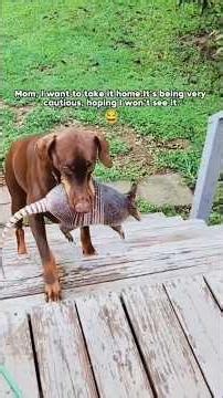 💙🐾 New Friend Unlocked: Dogs Bringing Home Unexpected Friends 🐾💙