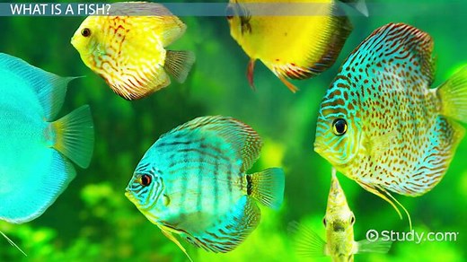 External & Internal Anatomy of a Fish | Diagrams & Functions