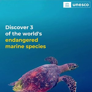 1.5K views · 112 reactions |  Many marine species are on the edge of extinction due to climate change, pollution and habitat loss. Let's take collective action to #SaveOurOcean by protecting the marine species that make our blue planet so full of life: https://www.unesco.org/en/ocean | UNESCO | Facebook
