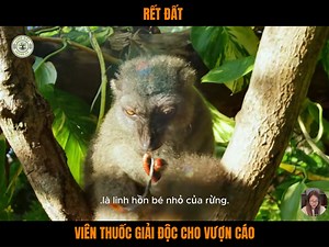Rết đất – viên thuốc giải độc cho vượn cáo | Động vật hoang dã