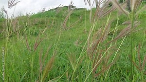 Reeds and long green grass move in the wind in the field before on a hot summer day. View of blue and low sky, sunrise in the background
