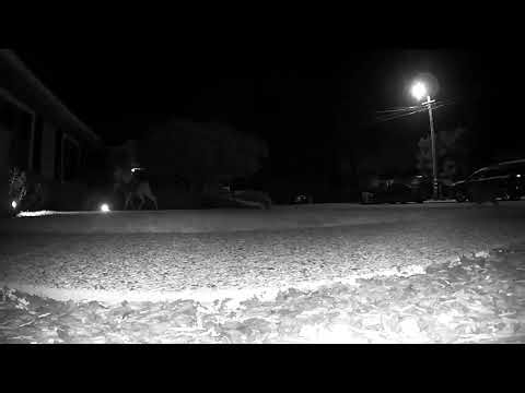 Momma and baby deer got scared