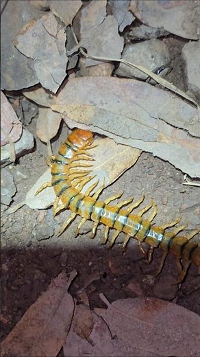 Tiger Centipede