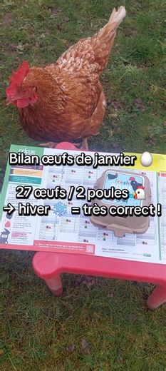 Petit bilan de janvier 🥚 27 œufs pour 2 poules, même en plein hiver ❄️ En décembre c’était 23, donc on voit déjà une évolution 😊 Pour moi c’est très bien, surtout pour des poules encore jeunes 🐔 Et chez vous, vous en êtes à combien ? #poules #oeufsfrais #poulailler #poulespondeuse #vieaujardin