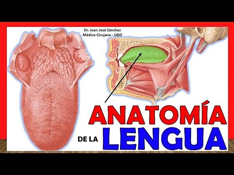 🥇 ANATOMY OF THE TONGUE. Easy and Simple Explanation!