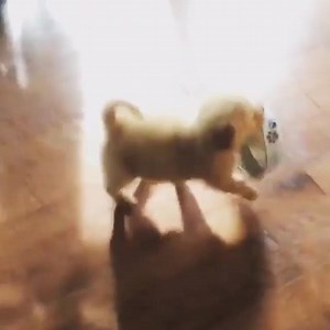 18K views · 517 reactions | Bitte nicht auf mich vergessen - ich habe Hunger! ;) :) ♥ | Ich bin stolzer Hundebesitzer | Facebook