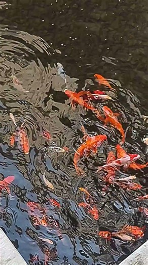 GOLDFISH MAGIC' 🥰🥰 ## GOLDFISH LOVER$$