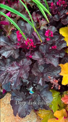 Heuchera for 2025 #gardening