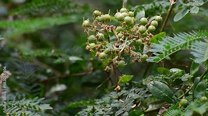 Henna ( Lawsonia inermis) leaves, fruit and flower, Indian medicinal herbs.